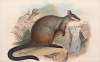 The mammals of Australia Pl.076