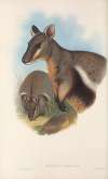 The mammals of Australia Pl.077