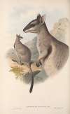 The mammals of Australia Pl.083
