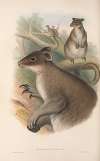 The mammals of Australia Pl.086
