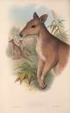 The mammals of Australia Pl.087