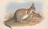 The mammals of Australia Pl.091