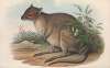 The mammals of Australia Pl.095