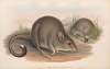 The mammals of Australia Pl.099