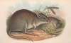 The mammals of Australia Pl.101
