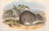 The mammals of Australia Pl.104