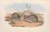 The mammals of Australia Pl.112