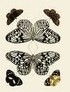 Foreign butterflies occurring in the three continents Asia, Africa and America Pl.001