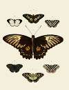 Foreign butterflies occurring in the three continents Asia, Africa and America Pl.002