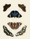 Foreign butterflies occurring in the three continents Asia, Africa and America Pl.004