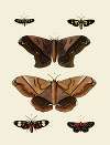 Foreign butterflies occurring in the three continents Asia, Africa and America Pl.005