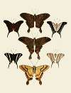 Foreign butterflies occurring in the three continents Asia, Africa and America Pl.008