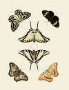 Foreign butterflies occurring in the three continents Asia, Africa and America Pl.010