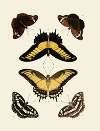Foreign butterflies occurring in the three continents Asia, Africa and America Pl.011