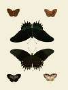 Foreign butterflies occurring in the three continents Asia, Africa and America Pl.012