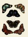 Foreign butterflies occurring in the three continents Asia, Africa and America Pl.013