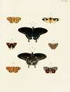 Foreign butterflies occurring in the three continents Asia, Africa and America Pl.016