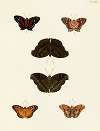 Foreign butterflies occurring in the three continents Asia, Africa and America Pl.017