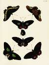 Foreign butterflies occurring in the three continents Asia, Africa and America Pl.019