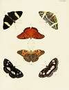 Foreign butterflies occurring in the three continents Asia, Africa and America Pl.020