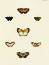 Foreign butterflies occurring in the three continents Asia, Africa and America Pl.021
