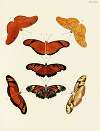 Foreign butterflies occurring in the three continents Asia, Africa and America Pl.023