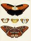 Foreign butterflies occurring in the three continents Asia, Africa and America Pl.025