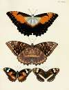 Foreign butterflies occurring in the three continents Asia, Africa and America Pl.026