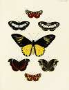 Foreign butterflies occurring in the three continents Asia, Africa and America Pl.027
