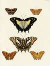 Foreign butterflies occurring in the three continents Asia, Africa and America Pl.028
