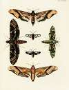 Foreign butterflies occurring in the three continents Asia, Africa and America Pl.031