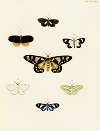 Foreign butterflies occurring in the three continents Asia, Africa and America Pl.035