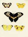 Foreign butterflies occurring in the three continents Asia, Africa and America Pl.036