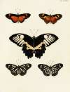 Foreign butterflies occurring in the three continents Asia, Africa and America Pl.037