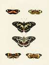 Foreign butterflies occurring in the three continents Asia, Africa and America Pl.039