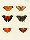 Foreign butterflies occurring in the three continents Asia, Africa and America Pl.042