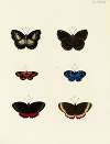 Foreign butterflies occurring in the three continents Asia, Africa and America Pl.043