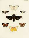 Foreign butterflies occurring in the three continents Asia, Africa and America Pl.044