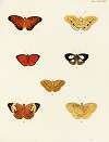 Foreign butterflies occurring in the three continents Asia, Africa and America Pl.045