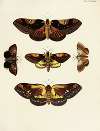 Foreign butterflies occurring in the three continents Asia, Africa and America Pl.046