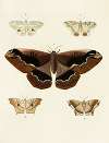 Foreign butterflies occurring in the three continents Asia, Africa and America Pl.047