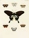 Foreign butterflies occurring in the three continents Asia, Africa and America Pl.050