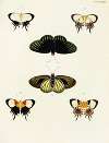 Foreign butterflies occurring in the three continents Asia, Africa and America Pl.051
