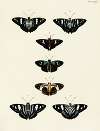 Foreign butterflies occurring in the three continents Asia, Africa and America Pl.052