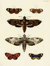 Foreign butterflies occurring in the three continents Asia, Africa and America Pl.053