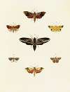 Foreign butterflies occurring in the three continents Asia, Africa and America Pl.054
