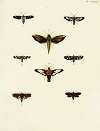Foreign butterflies occurring in the three continents Asia, Africa and America Pl.055