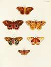 Foreign butterflies occurring in the three continents Asia, Africa and America Pl.056