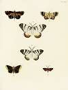 Foreign butterflies occurring in the three continents Asia, Africa and America Pl.058