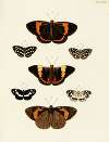 Foreign butterflies occurring in the three continents Asia, Africa and America Pl.060